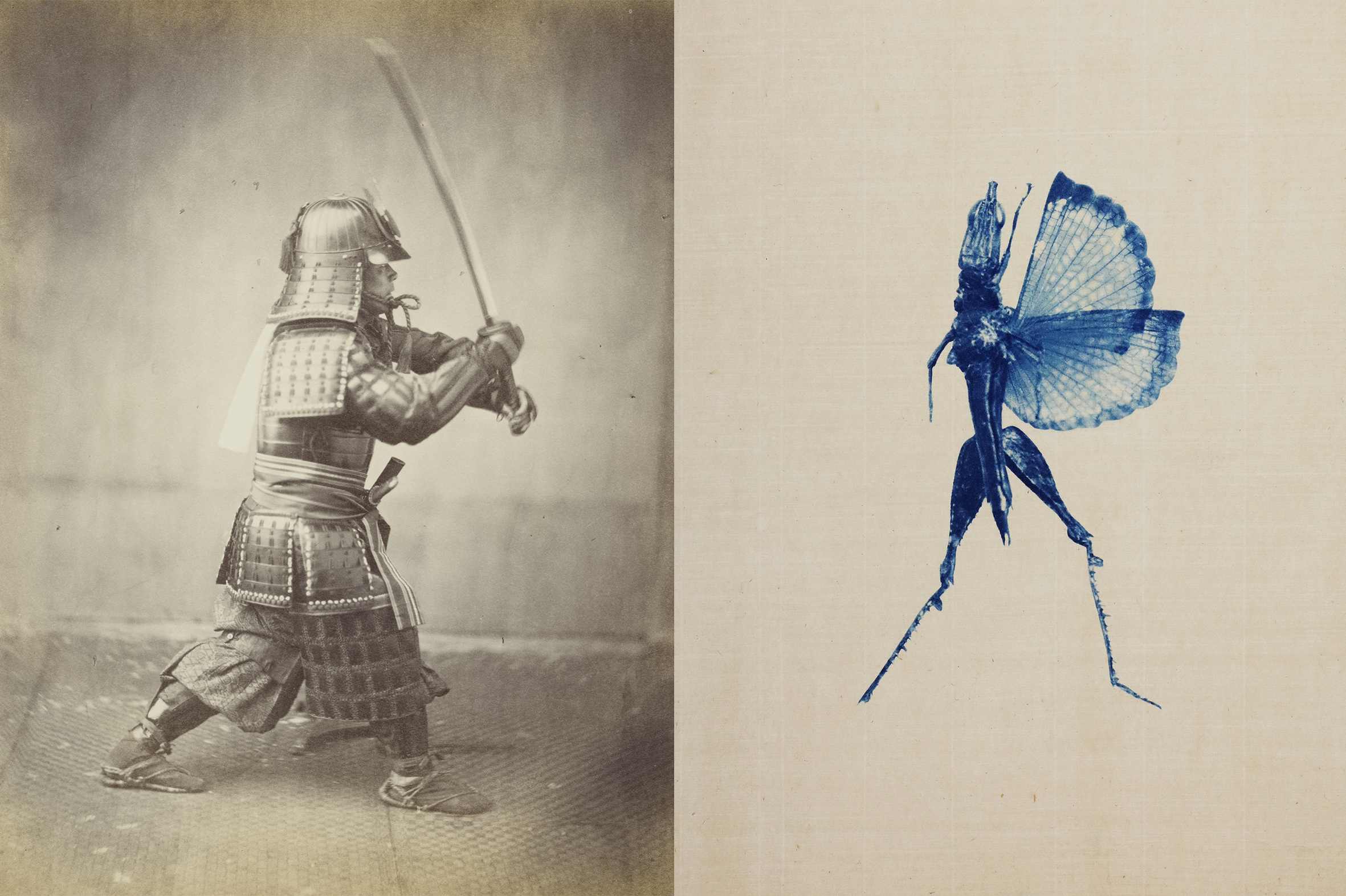 Portretfoto van de Japanse krijger Shigeaki Kubota, 1864 Felice Beato / Collectie Het Scheepvaartmuseum Ets, Sprinkhaan in vechtpositie, 2023, Anaïs López